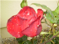 b5d734d0-Picture 174.jpg